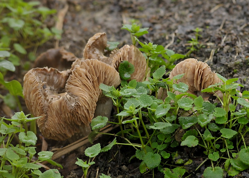 Entoloma saundersii var. hiemale